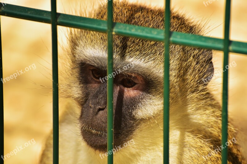 Monkey Primate Cage Grid Animal