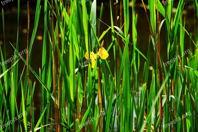 Reed Water Water Lily Blossom Bloom