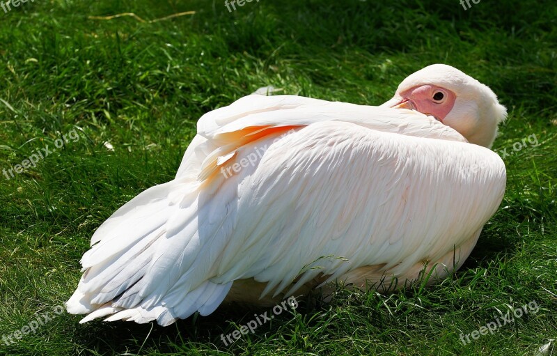 Pelikan Water Bird Pelecaniformes Bird Nature