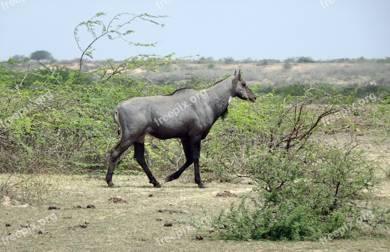 Nilgai Antelope Animal Wild Blue Bull