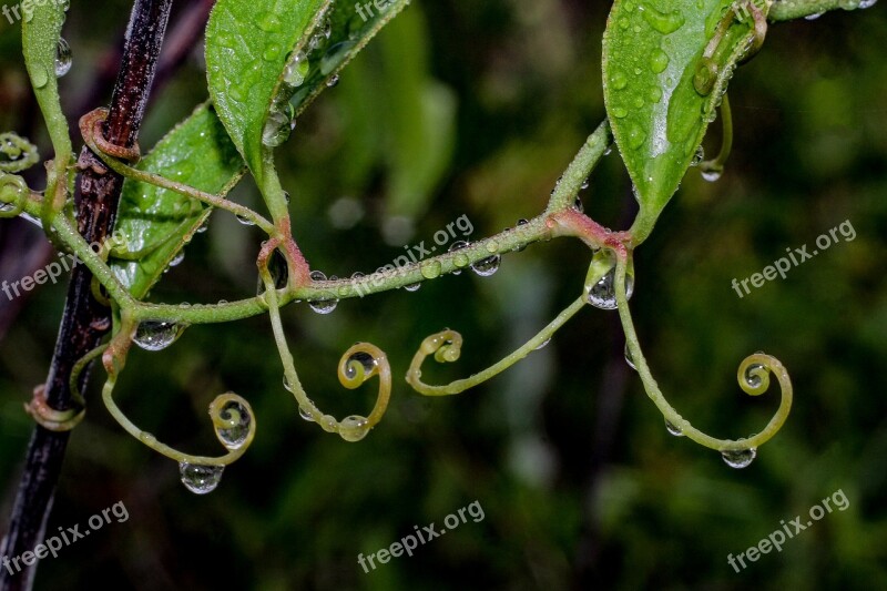 Water Drops Nature Water Drops Free Photos