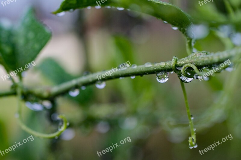 Water Drops Nature Water Drops Free Photos