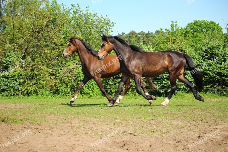 Horse Pony Trot Pasture Brown