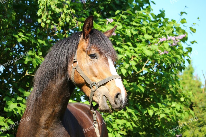 Horse Pony Brown Horse Head Portrait