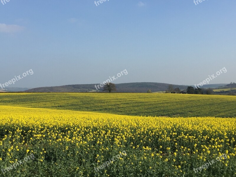 Rape Field Sky Yellow Free Photos