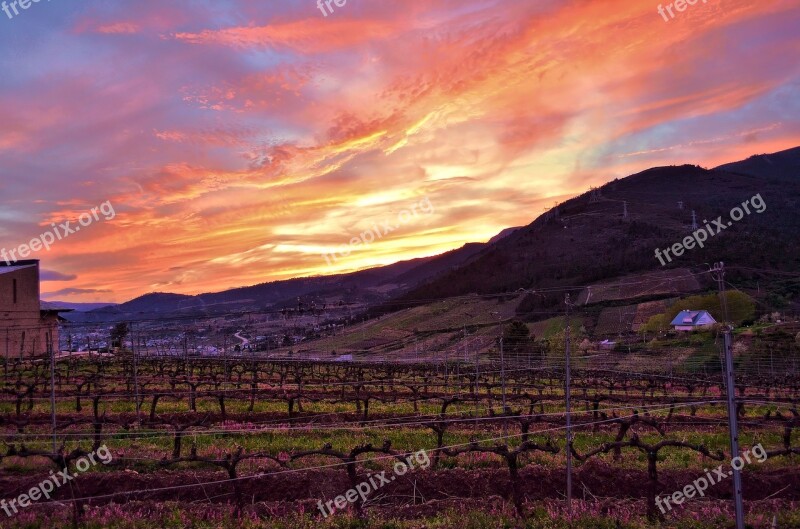 Vineyard Strain Vine Winery Grape