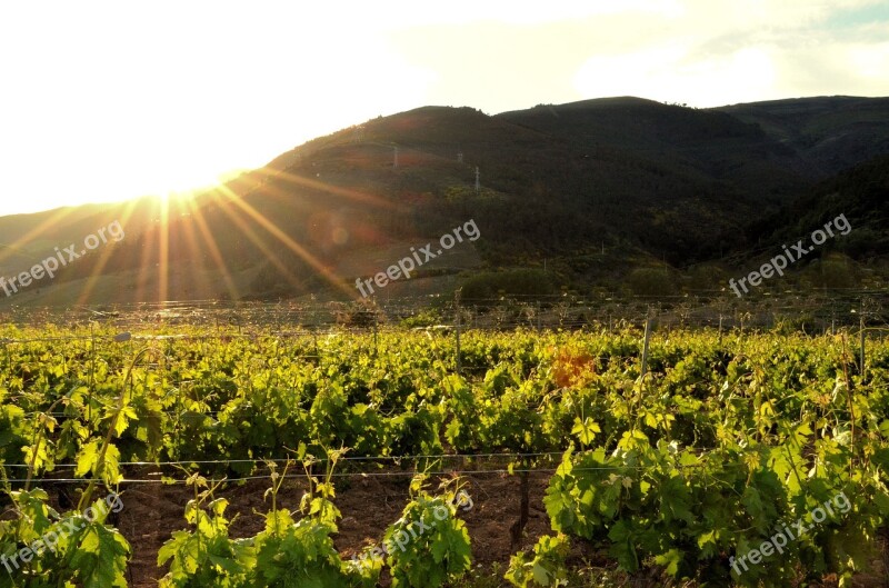 Vineyard Strain Vine Winery Grape