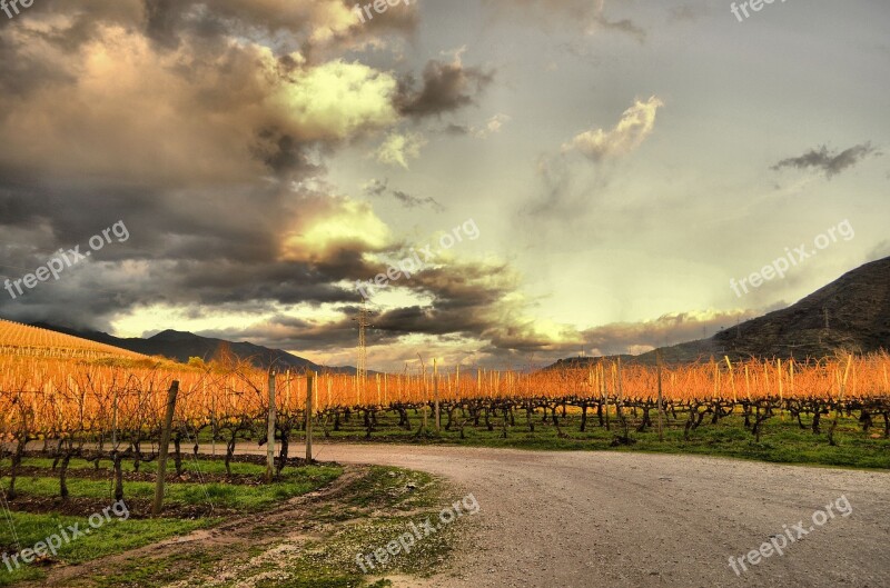 Vineyard Strain Vine Winery Grape