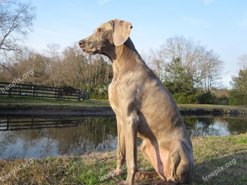 Canine Kid Weimaraner Man's Best Friend Free Photos