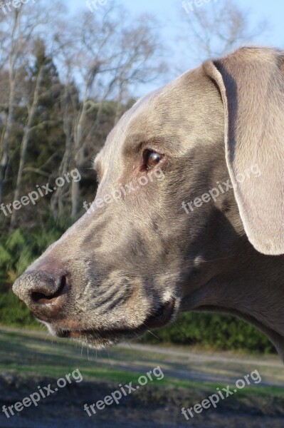 Weimaraner Dog Canine Kid Free Photos