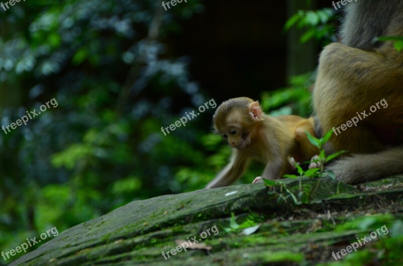 Animal Tourism Zhangjiajie Free Photos