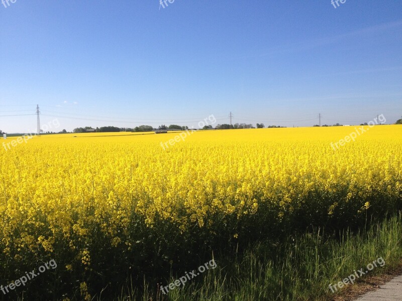 Yellow Fields Fields Of Gold Gold Field Sweden