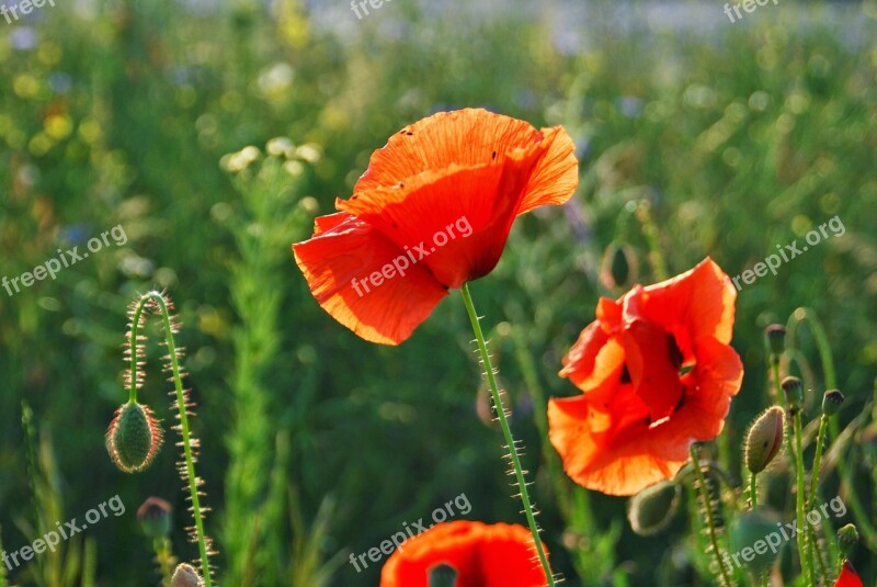 Poppy Summer Poppy Flower Klatschmohn Sun