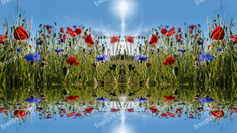 Poppies Summer Flower Klatschmohn Blossom