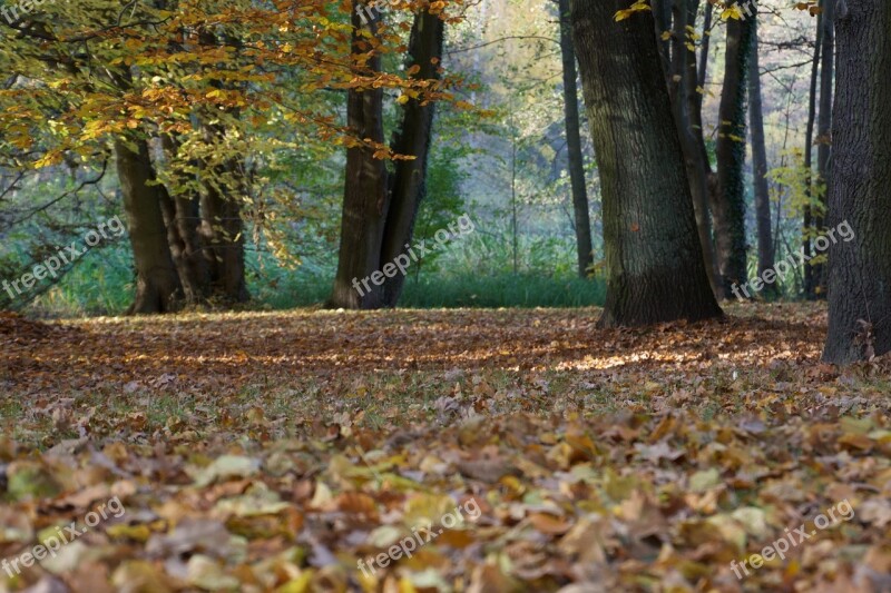 Autumn Forest Nature Fall Color October