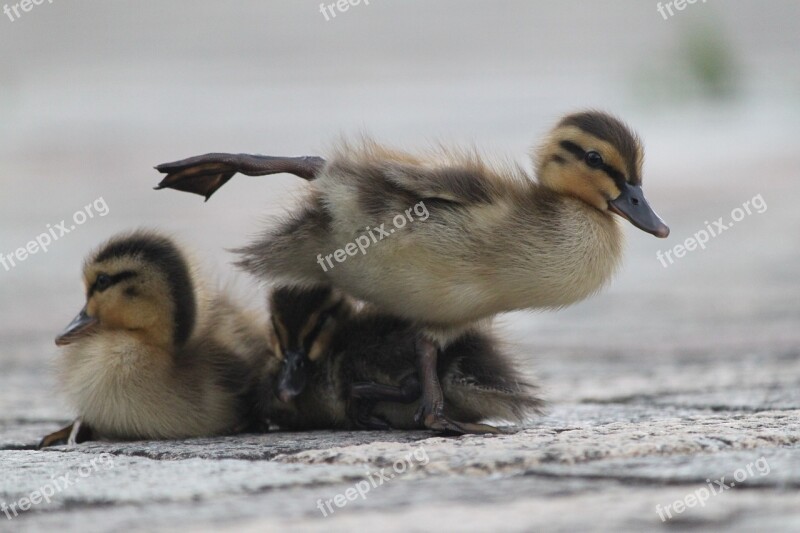 Bird Duck Waterfowl Creatures Brown