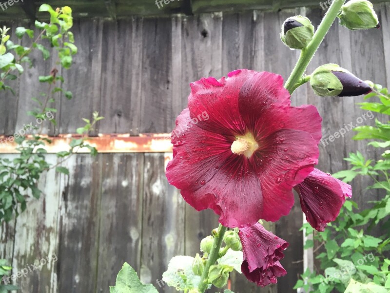 Farm Hollyhock Flower Garden Barn