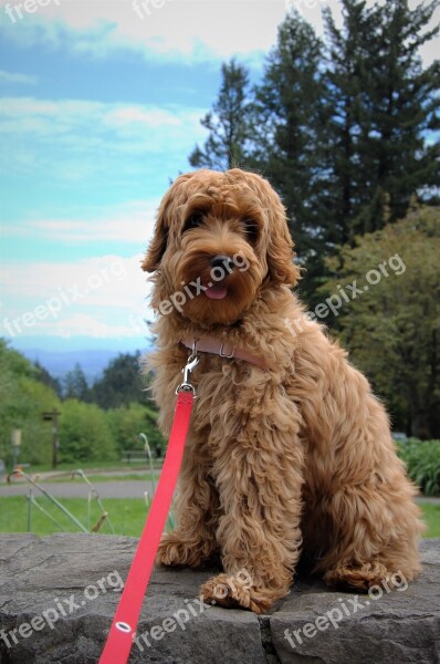 Mt Hood Puppy Labradoodle Cute Fluffy