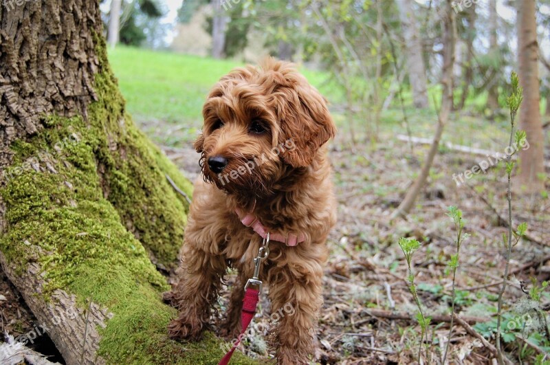 Puppy Exploring Mossy Tree Labradoodle Park