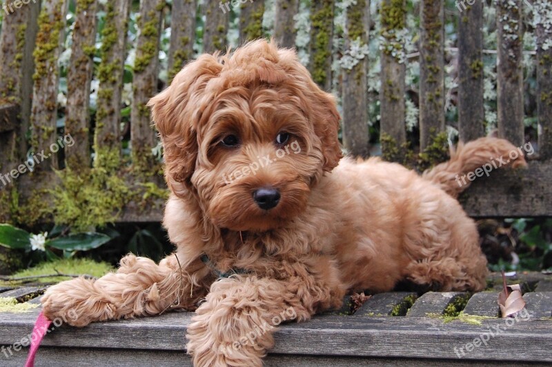 Puppy Bench Mossy Labradoodle Australian Labradoodle