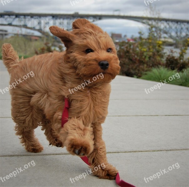 Windy Wind Puppy Labradoodle Williamette