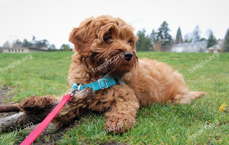 Puppy Cute Labradoodle Leash Harness