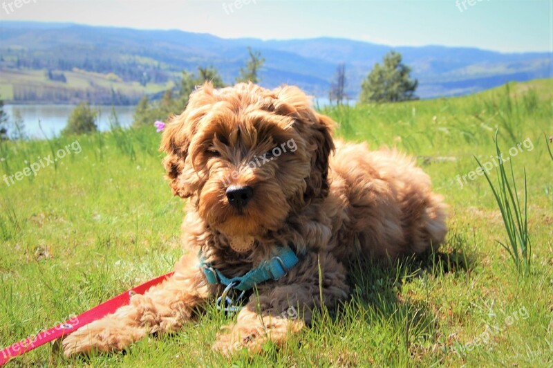 Puppy Labradoodle Australian Labradoodle Cute Columbia River Gorge