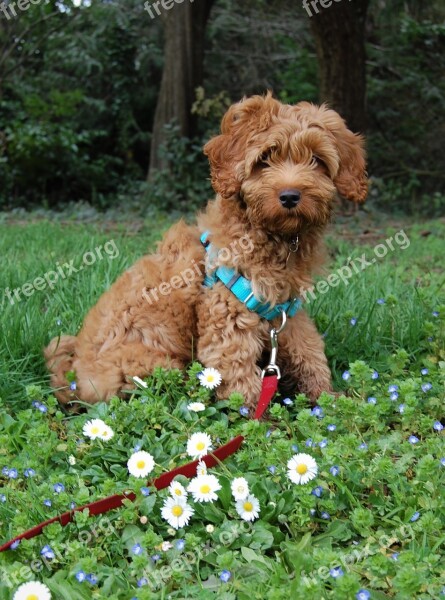 Labradoodle Australian Labradoodle Flowers Dog Animal