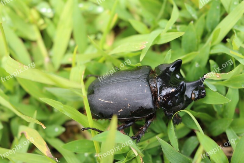 Bug Beetle Stag Beetle Insect Nature