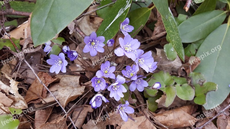 Hepatica Spring Pennywort Spring Flower Blue Flower