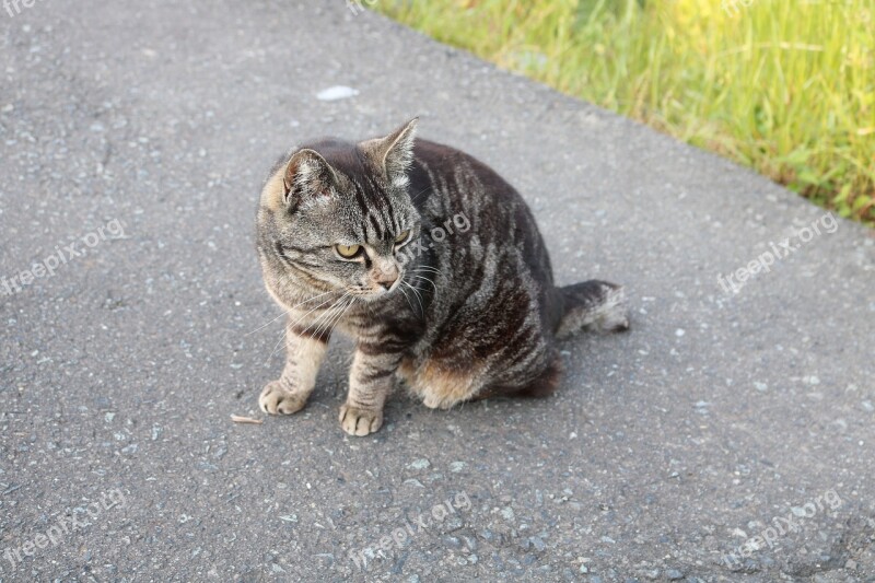 Stray Cat Asphalt Turn Around Aim Find