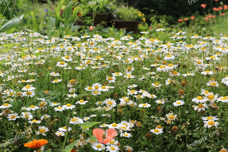 Flower Bed Garden Gardening White Flowers Small Flowers