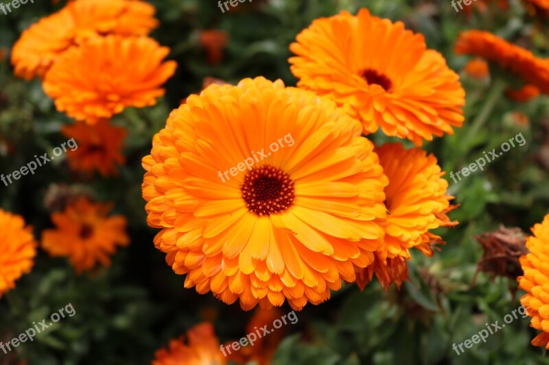 Orange Calendula Flowers Orange Blossom Natural