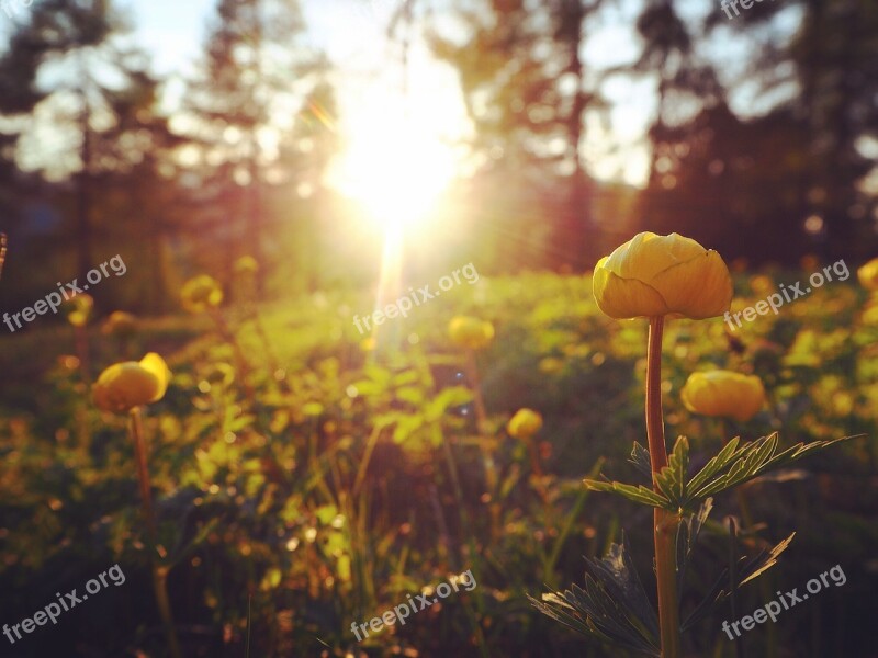 Buttercups Sunset Nature Spring Sun