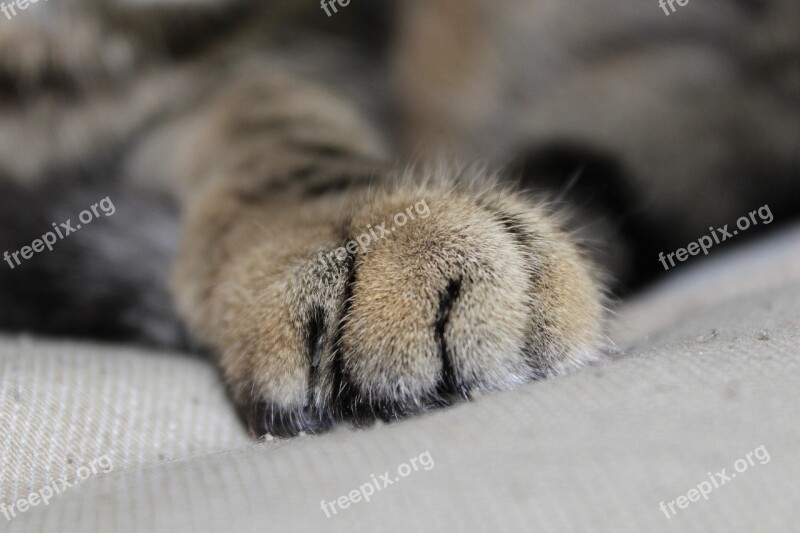 Cat Paw Paw Print Talon Close Up