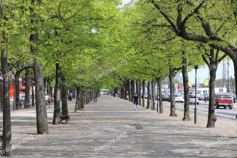 Tree Way Roadside Spring Roadside Trees