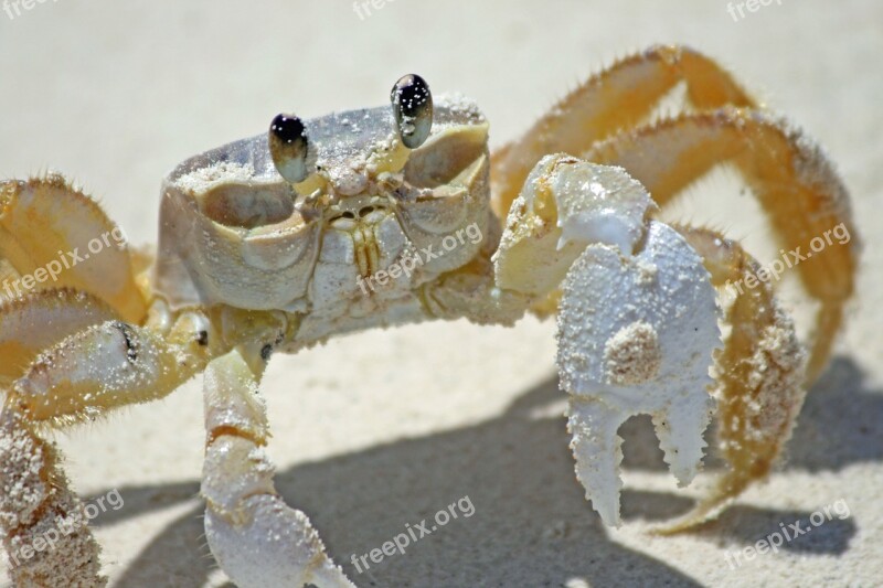 Crab Beach Sand Bahamas Cancer