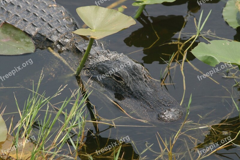 Alligator Florida Everglades Predator Usa