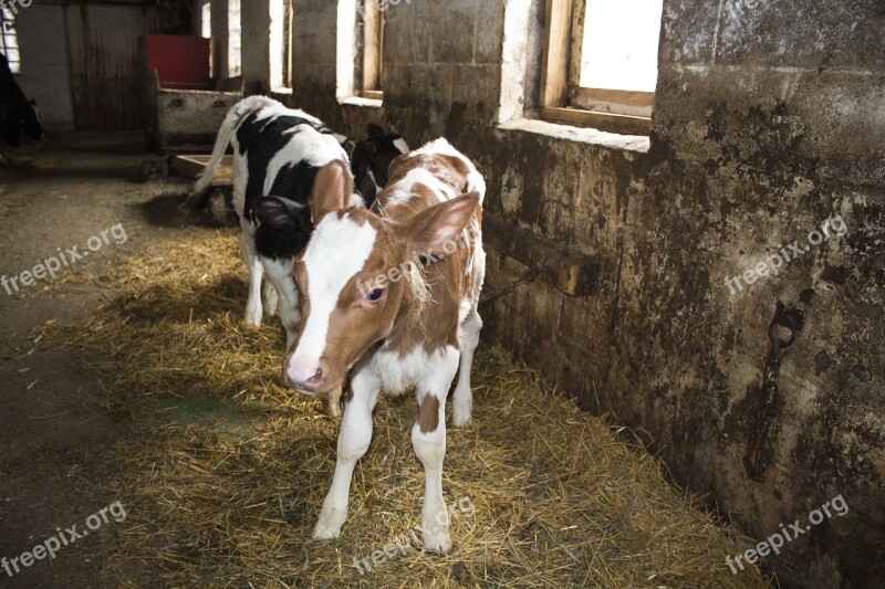 Calf Calves Old Barn Free Photos