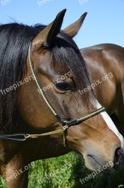 Pony Brown Horse Horse Mane Nature