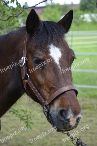 Pony Brown Horse Horse Mane Nature