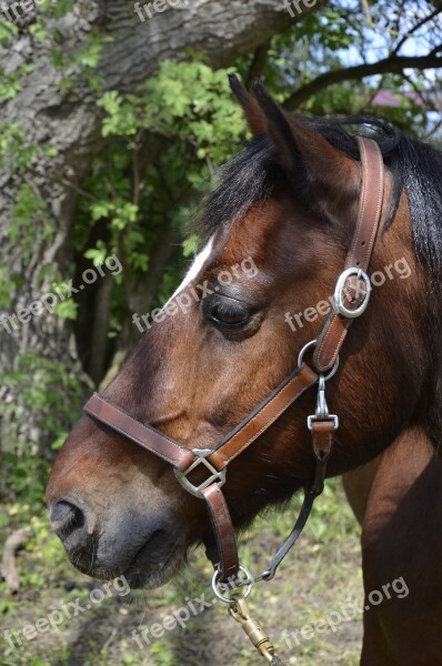 Pony Brown Horse Horse Mane Nature