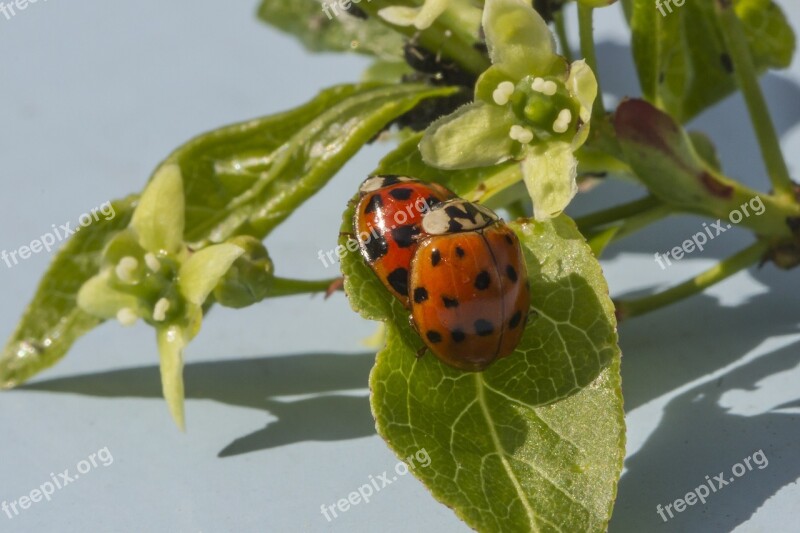 Ladybug Lucky Charm Pairing Close Up Couple