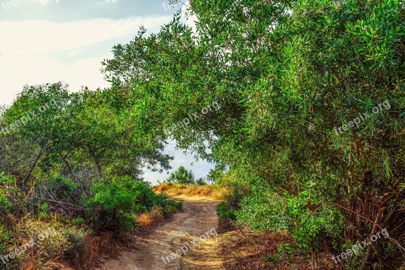 Path Trees Nature Spring Scenery