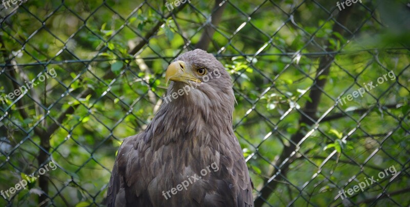 Adler Bird Raptor Bird Of Prey Bill