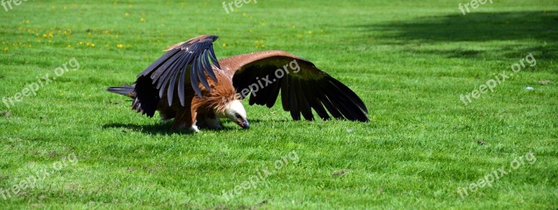 Vulture Bird Scavengers Raptor Animal