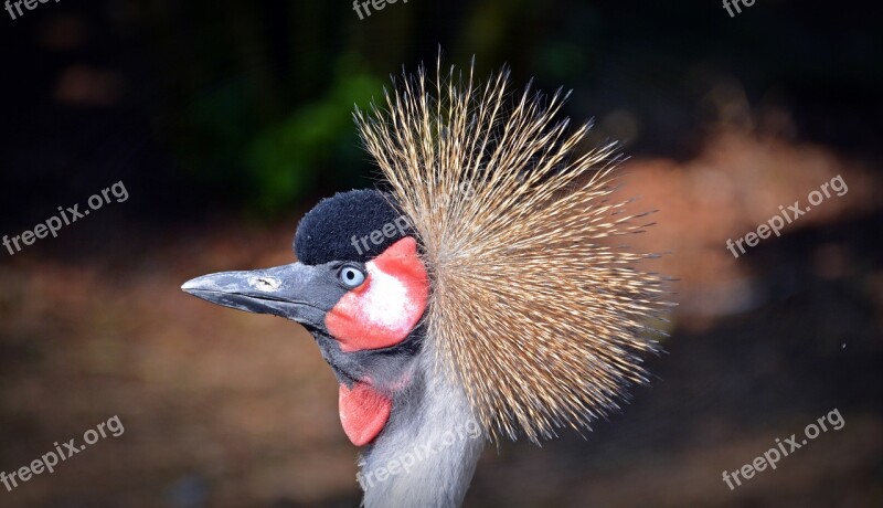 Grey Crowned Crane Crane Bird Headdress Animal World