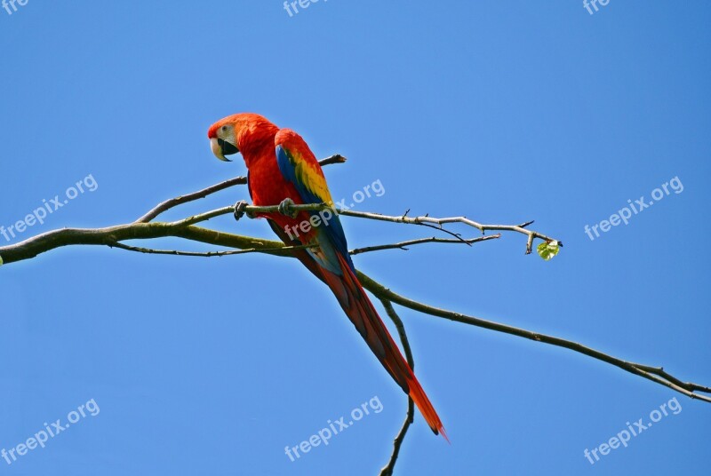 Parrot Ara Bird Colorful Animal