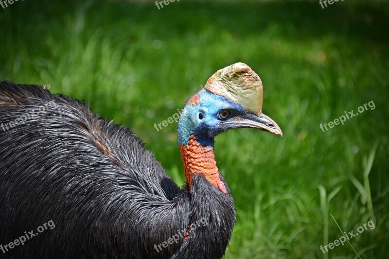 Rothalskasuar Cassowary Bird Flightless Bird Close Up