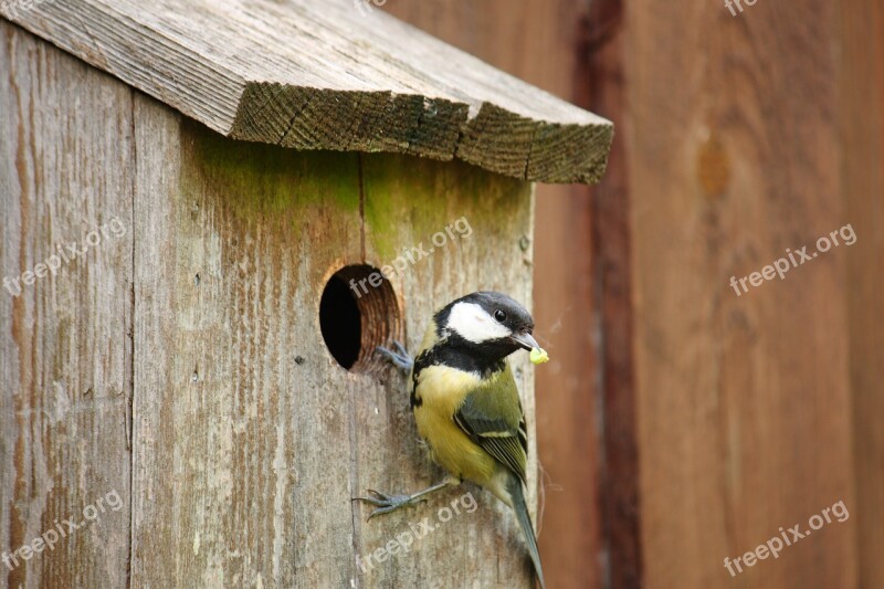 Titmouse Bird Spring Natural Expensive